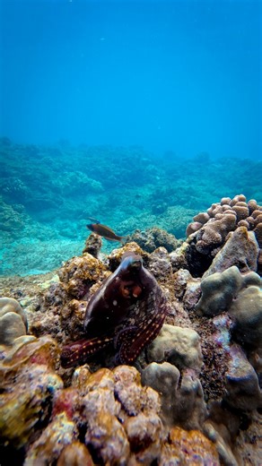 An octopus has a central brain and a mini-brain in each of its eight arms, allowing the arms to act independently. #Hawaii #Ocean #UnderwaterWorld #OceanVibes #MarineLife #OceanLovers #UnderwaterPhotography #SeaLife #UnderwaterAdventure #Aloha #HawaiiLife #Paradise #IslandLife #AlohaVibes #HawaiiLove #TropicalVibes #AdventureAwaits #TravelGram #NatureLovers #ExploreMore #BucketList #Wanderlust #BeachVibes #OceanAddict #InstaGood #PhotoOfTheDay #LoveNature #BeautifulDestinations #NaturePhotograph