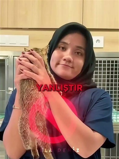 Kedinizi Yanlış Tutuyor Olabilirsiniz
