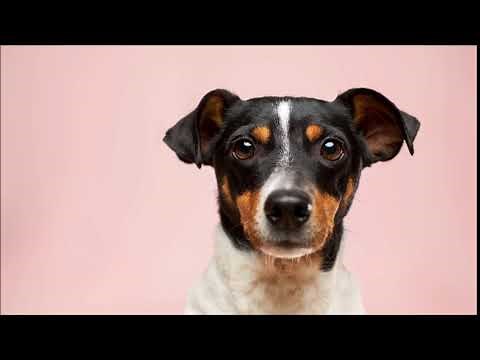 Single Dog Woof Sound | Free Sound Effects | Animal Sounds