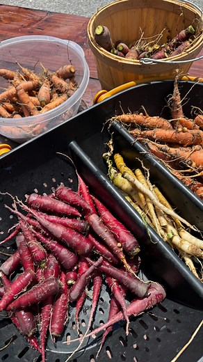 87K views · 3.5K reactions | This is a great example of how food waste happens in this country. If these carrots were being grown for a commercial operation they would probably end up in a landfill where they would anaerobically break down letting off methane and co2 into the atmosphere. Here they will get eaten and the tops are aerobically composted while I rehab the soil. | Greenhorn Grove | Facebook