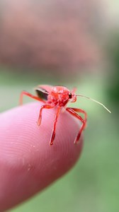 6.6K views · 109 reactions | Brightly colored killer. The Plains Bee...