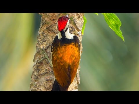 Watch a Bird - Golden-backed woodpecker