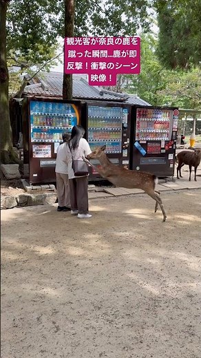 まさかの展開！観光客が鹿にちょっかい→その場で即お返し！