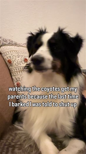 Tillie on Instagram: "I think Tillie would still save us.. maybe… We went to Joshua Tree this weekend and stayed in an Airbnb. Tillie kept barking around the house and we kept telling her to settle, calm, etc but she wouldn’t stop barking. We checked outside and didn’t see anything through the window and thought she was just being extraaa. The next morning when we took her out, Kev saw poop around the area and said it must’ve been coyotes in the area!!! So anyway - sorry Tillie girl haha"