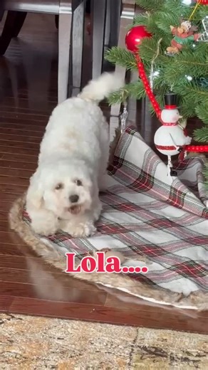 Precious Paws Rescue on Instagram: "Foster dog Lola learning how to play and be a dog 😍 this sweet girl will be ready for adoption in the new year. She is fostered in Simcoe County"