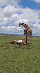 444K views · 3K reactions | A fierce battle that ends fatally for one! Many think giraffe males' fights are gentle, but with their delicate necks being the weapons for the fight, it's a deadly affair that ends with serious injuries or death. #giraffes #giraffe #giraffelovers | Wildfriends Africa | Facebook