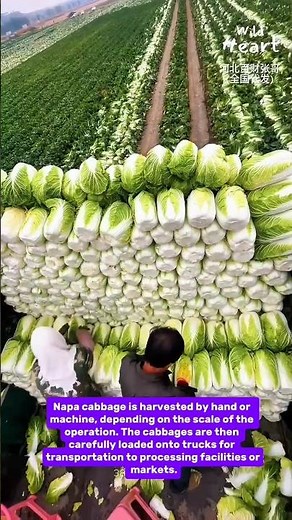 Napa Cabbage Harvest: From Field to Truck - A Look at Large-Scale Farming
