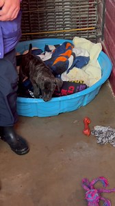 There are four gorgeous Aussie and Catahoula puppies (2 of each) camped out at Big Bones Canine Rescue. They’re beautiful and tiny and oh so sweet. We know one is Ashley and one is Austin and we’re checking the others’ undercarriage in the morning before we name them. These bubbly babies are ready to find their homes. These breeds are sought after puppies. They are so stinking smart and so loyal. Please come choose your favorite and give them a great home. They’ll give it all back to you in kiss