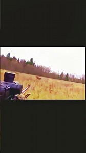 Hunting moos with sniper in open area moos hunting caccia#moose#chasse #archery