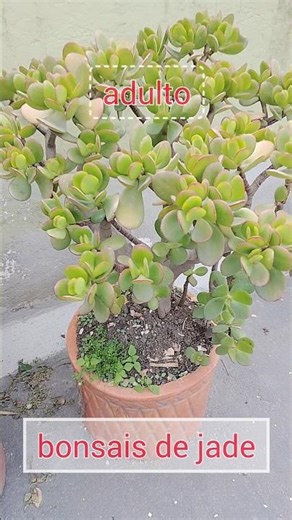 bonsai de Jade