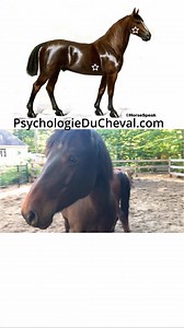 Le monde équestre est en pleine révolution... et 2026 EST L'ANNÉE DU CHEVAL dans le calendrier chinois🐴 Quelle est votre vision pour votre relation avec votre ami équin? Stress, lutte, fuite, dissociation., agressivité, peur de l'humain... Voici une formation en ligne qui transforme le cheval. www.PsychologieDuCheval.com vous offre des formations à la fine pointe du savoir scientifique du cheval et rend ces connaissances PRATIQUES 😉 🫶Des techniques de relâchement du STRESS et des TRAUMAS 🫶De