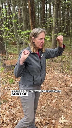 Control Invasive Weeds Before They Take Over The Woods (Or Your Property!)