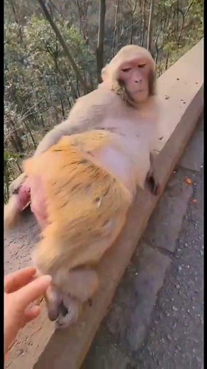 Macacos Fofos e Engraçados