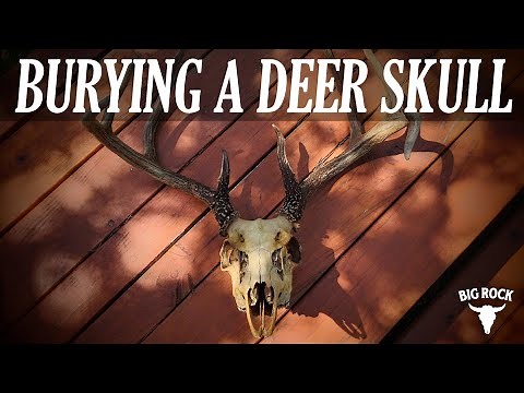 How I Cleaned a Deer Skull Using the Burial Method | DIY Euro Mount From the Dirt