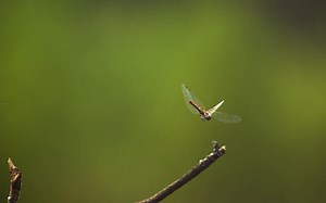 Dragonfly touches down in ultra slow motion
