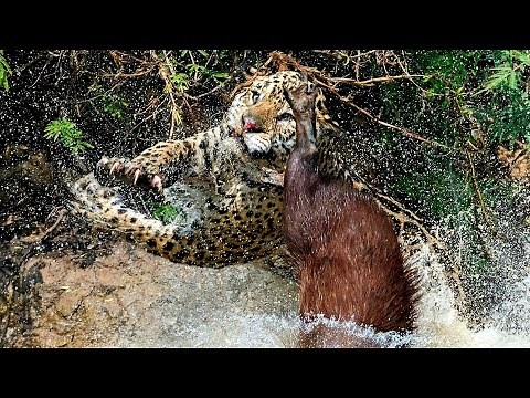 Best hunting collection of the jaguar | Yaguarete cazando
