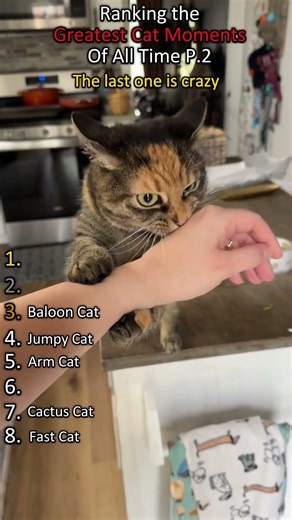 Greatest Cat Moments Of All Time Part 2