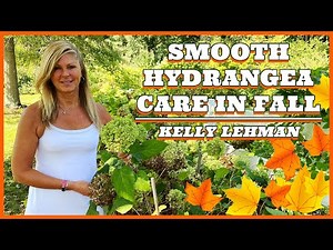 Smooth Hydrangea Care in Fall | Kelly Lehman