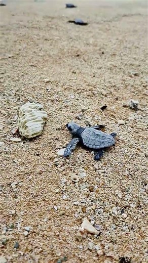 cute baby 😍#shorts