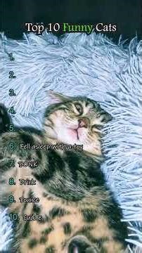A Joyful Ranking of Adorable Cats