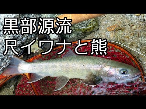 黒部源流の尺イワナと熊