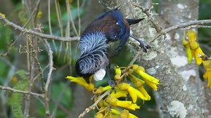 Beautiful Vibrant Tui New Zealand Endemic Stock Footage Video (100% Royalty-free) 1044470275 | Shutterstock