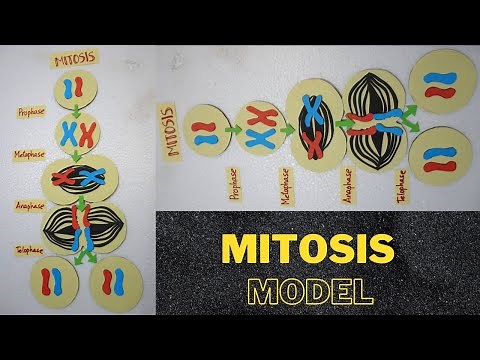 Mitosis Cell Division Model | Phases of mitosis | cell divisionl | How to make Cell division Model