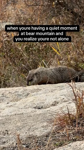 25 reactions | every day is groundhog day✨ #PalisadesParks #BearMountain #Groundhog #NatureLover Video description: A chonky, brown groundhog is seen walking slowly around Bear Mountain State Park's Outlook area while munching on some plants and exploring the area. | Palisades Parks Conservancy | Facebook