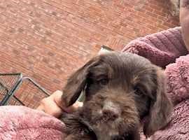 Cockapoo 2 boys left Ready for new homes 12 weeks old - £800