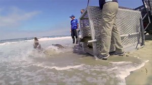 WATCH: Learn what it takes for our SeaRescue team to help stranded animals in this exclusive behind the scenes video. Check out more behind the scenes episodes here: http://bit.ly/SWK-SRQ-Episode-504 | SeaWorld