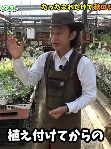 秋のジャガイモ栽培：カーメン君流失敗しないコツ
