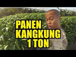 Water Spinach Hydroponics Floating Raft Without Rockwool