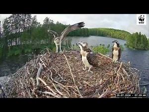 WWF:n Luontoliven sääksikamera: yksi poikanen lennähtää pois pesältä