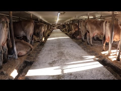 It's Classification Day For Our Registered Brown Swiss Cows!