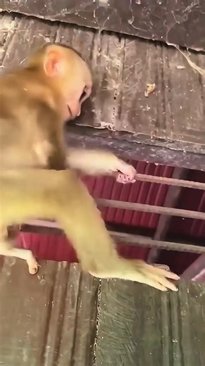 92K views · 1K reactions | Baby monkey so scared | Monkey Rambo | Facebook