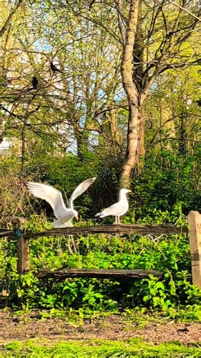 🎵🎶 Seagulls in different places