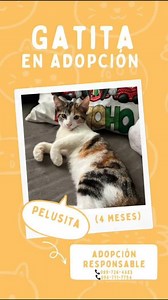 Caso externo!! Hermosa gatita de 4 meses de edad en adopción responsable. Come pepitas y usa arenero, para más información por favor comunícate al número de la publicación | Adopción Animal Guayaquil - AG | Facebook