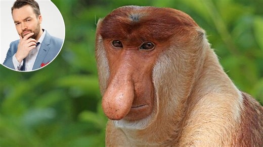 The proboscis monkey is found in the wild only on which island?