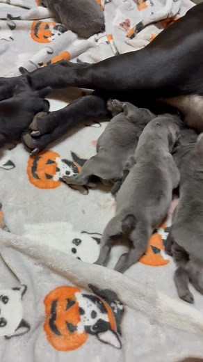 1.3K views · 47 reactions | Griselda’s beautiful babies are three days old today. We have nine beautiful babies. We have six girls and three beautiful boys. God has blessed us with beautiful healthy babies. | Rusty Acres | Facebook