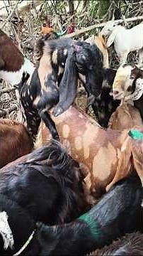 أصدقاء الصحراء#Goats #GoatLife #DesertGoats