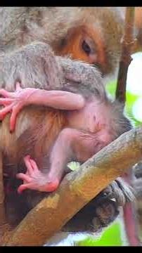 Newly baby monkey moments #monkey #wildlifeentertainment #babymonkey #animallife #animals #cute