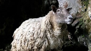 Sheep rescued after spending years at bottom of sea cliff
