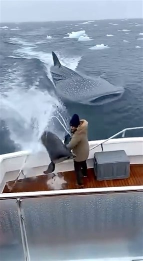 Seal Escapes a Giant Whale Shark by Launching Onto a Tourist Yacht