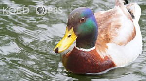 What Actually Makes Water Roll Off a Duck's Back? | KQED