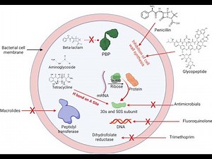 Methicillin resistant Staphylococcus aureus (MRSA; Definition, Types, Symptoms, Diagnosis, Treatment