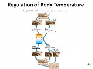 Regulation of Body Temperature - SlideServe