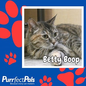 We have two fantastic felines available for adoption at Renton PetSmart: Betty Boop & Baseball! Betty Boop is a vocal female 10-year-old torbie (tortoiseshell/tabby) who loves cat nip toys and telling her caregivers all about her feelings 😸 Baseball is a chill 11-year-old male tabby who loves nothing more than to be cuddled in your arms every chance he gets 😻 If you want to learn more about what these sweet senior cats want in their future homes, please check out their profiles at the links be