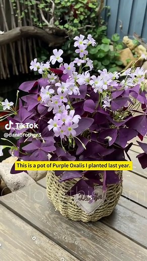 Purple Oxalis Plant Care Guide: Tips for Growing Stunning Shamrocks