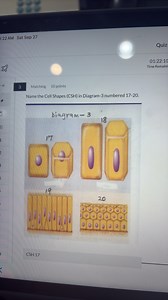 Name the Cell Shapes (CSH) in Diagram-3 numbered 17-20.Diagra... | Filo
