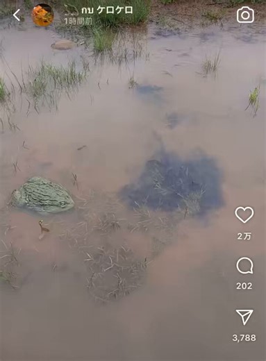 African bullfrogs beat up turtles trying to eat tadpoles.